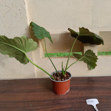 Load image into Gallery viewer, #H125 Philodendron Corsinianum / Bronze Shield