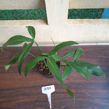 Load image into Gallery viewer, #R39 Philodendron Tripartitum