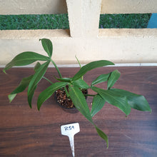 Load image into Gallery viewer, #R39 Philodendron Tripartitum