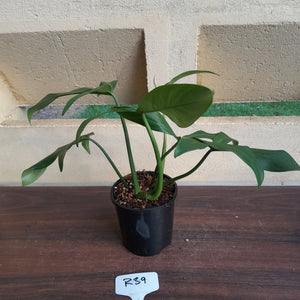 #R39 Philodendron Tripartitum