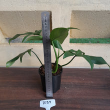 Load image into Gallery viewer, #R39 Philodendron Tripartitum