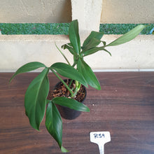 Load image into Gallery viewer, #R39 Philodendron Tripartitum