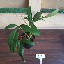 Load image into Gallery viewer, #R39 Philodendron Tripartitum