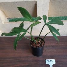 Load image into Gallery viewer, #R39 Philodendron Tripartitum