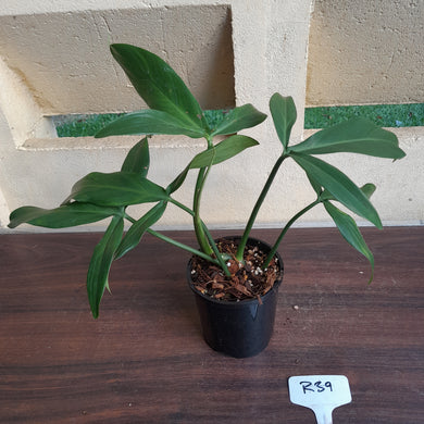 #R39 Philodendron Tripartitum