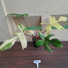 Load image into Gallery viewer, #R98 Large Philodendron Florida Beauty