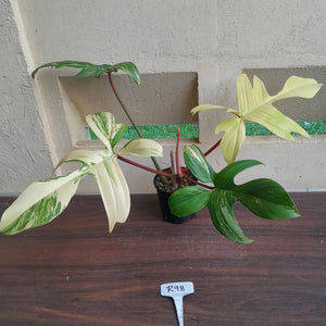 #R98 Large Philodendron Florida Beauty