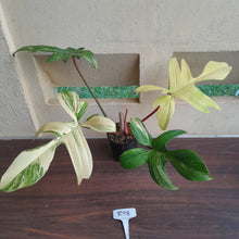 Load image into Gallery viewer, #R98 Large Philodendron Florida Beauty