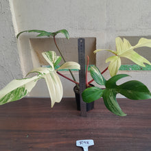 Load image into Gallery viewer, #R98 Large Philodendron Florida Beauty
