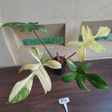 #R98 Large Philodendron Florida Beauty