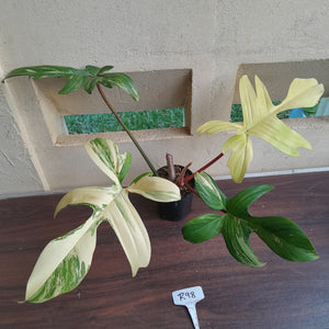 #R98 Large Philodendron Florida Beauty