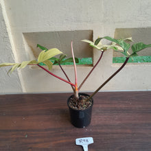 Load image into Gallery viewer, #R98 Large Philodendron Florida Beauty