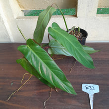 Load image into Gallery viewer, #R33 Philodendron Bernardopazii