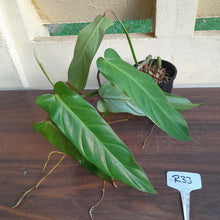 Load image into Gallery viewer, #R33 Philodendron Bernardopazii
