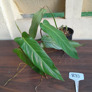 #R33 Philodendron Bernardopazii