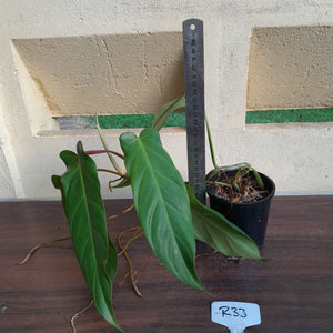 #R33 Philodendron Bernardopazii