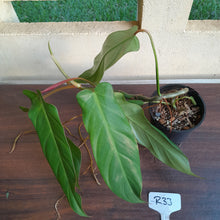 Load image into Gallery viewer, #R33 Philodendron Bernardopazii
