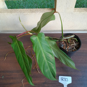 #R33 Philodendron Bernardopazii