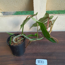 Load image into Gallery viewer, #R33 Philodendron Bernardopazii