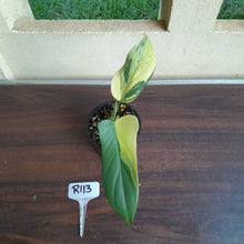 Load image into Gallery viewer, #R113 Variegated Philodendron Bipennifolium