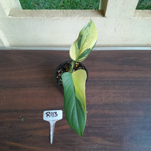 #R113 Variegated Philodendron Bipennifolium