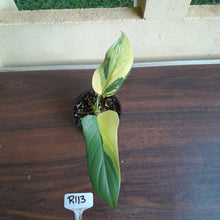 Load image into Gallery viewer, #R113 Variegated Philodendron Bipennifolium