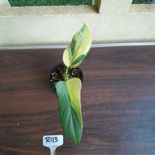 Load image into Gallery viewer, #R113 Variegated Philodendron Bipennifolium