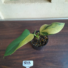 Load image into Gallery viewer, #R113 Variegated Philodendron Bipennifolium