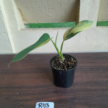 Load image into Gallery viewer, #R113 Variegated Philodendron Bipennifolium