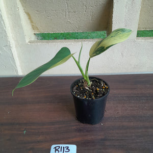 #R113 Variegated Philodendron Bipennifolium