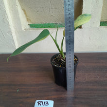 Load image into Gallery viewer, #R113 Variegated Philodendron Bipennifolium