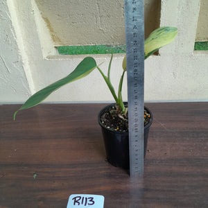 #R113 Variegated Philodendron Bipennifolium