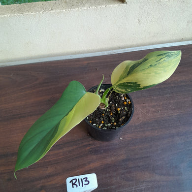 #R113 Variegated Philodendron Bipennifolium