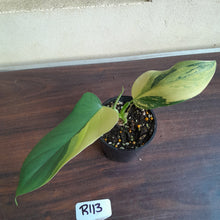 Load image into Gallery viewer, #R113 Variegated Philodendron Bipennifolium