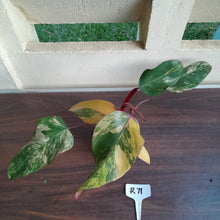 Load image into Gallery viewer, #R71 Two x Headed Philodendron Strawberry Shake