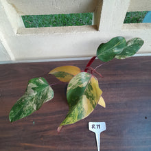 Load image into Gallery viewer, #R71 Two x Headed Philodendron Strawberry Shake