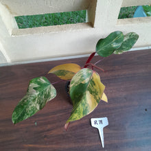 Load image into Gallery viewer, #R71 Two x Headed Philodendron Strawberry Shake