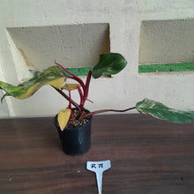 Load image into Gallery viewer, #R71 Two x Headed Philodendron Strawberry Shake