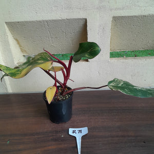 #R71 Two x Headed Philodendron Strawberry Shake