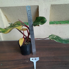 Load image into Gallery viewer, #R71 Two x Headed Philodendron Strawberry Shake