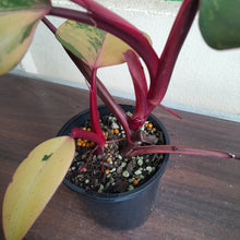 Load image into Gallery viewer, #R71 Two x Headed Philodendron Strawberry Shake