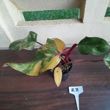 Load image into Gallery viewer, #R71 Two x Headed Philodendron Strawberry Shake