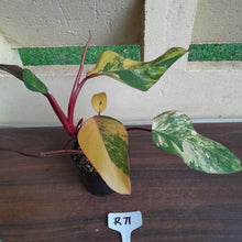 Load image into Gallery viewer, #R71 Two x Headed Philodendron Strawberry Shake