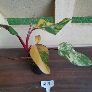 #R71 Two x Headed Philodendron Strawberry Shake