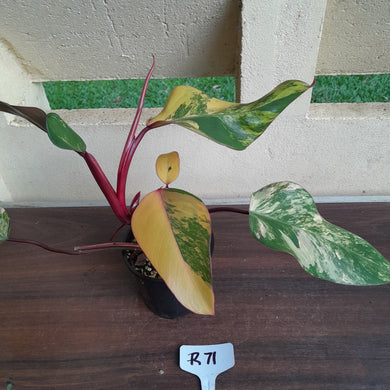 #R71 Two x Headed Philodendron Strawberry Shake