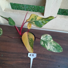 Load image into Gallery viewer, #R71 Two x Headed Philodendron Strawberry Shake