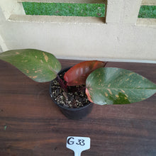 Load image into Gallery viewer, #G33 Philodendron Orange Princess