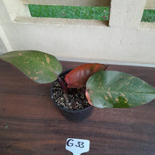 Load image into Gallery viewer, #G33 Philodendron Orange Princess