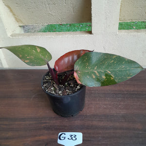 #G33 Philodendron Orange Princess