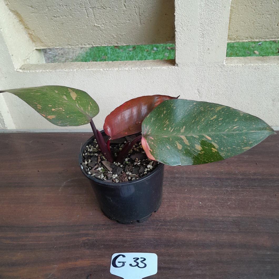 #G33 Philodendron Orange Princess